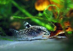 corydoras butt-breathing